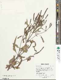 Verbena hastata image