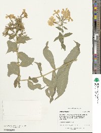 Phlox paniculata image