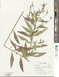 Oenothera gaura image