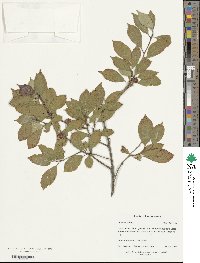 Ilex verticillata image