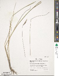 Hordeum brachyantherum subsp. brachyantherum image