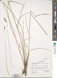 Hordeum brachyantherum subsp. brachyantherum image