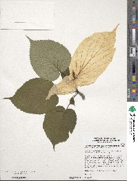 Davidia involucrata image