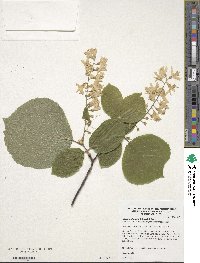 Styrax obassia image