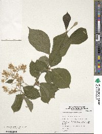 Pterostyrax hispidus image