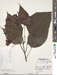 Catalpa speciosa image