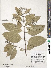 Cinnamomum verum image