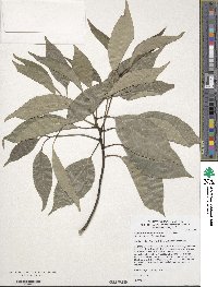 Cinnamomum camphora image