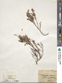 Vaccinium scoparium image