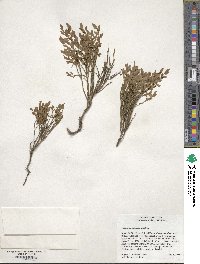 Vaccinium scoparium image