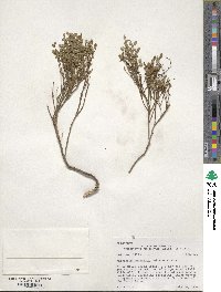 Vaccinium scoparium image