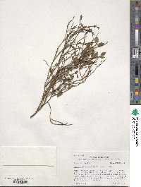 Vaccinium scoparium image