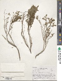 Vaccinium scoparium image