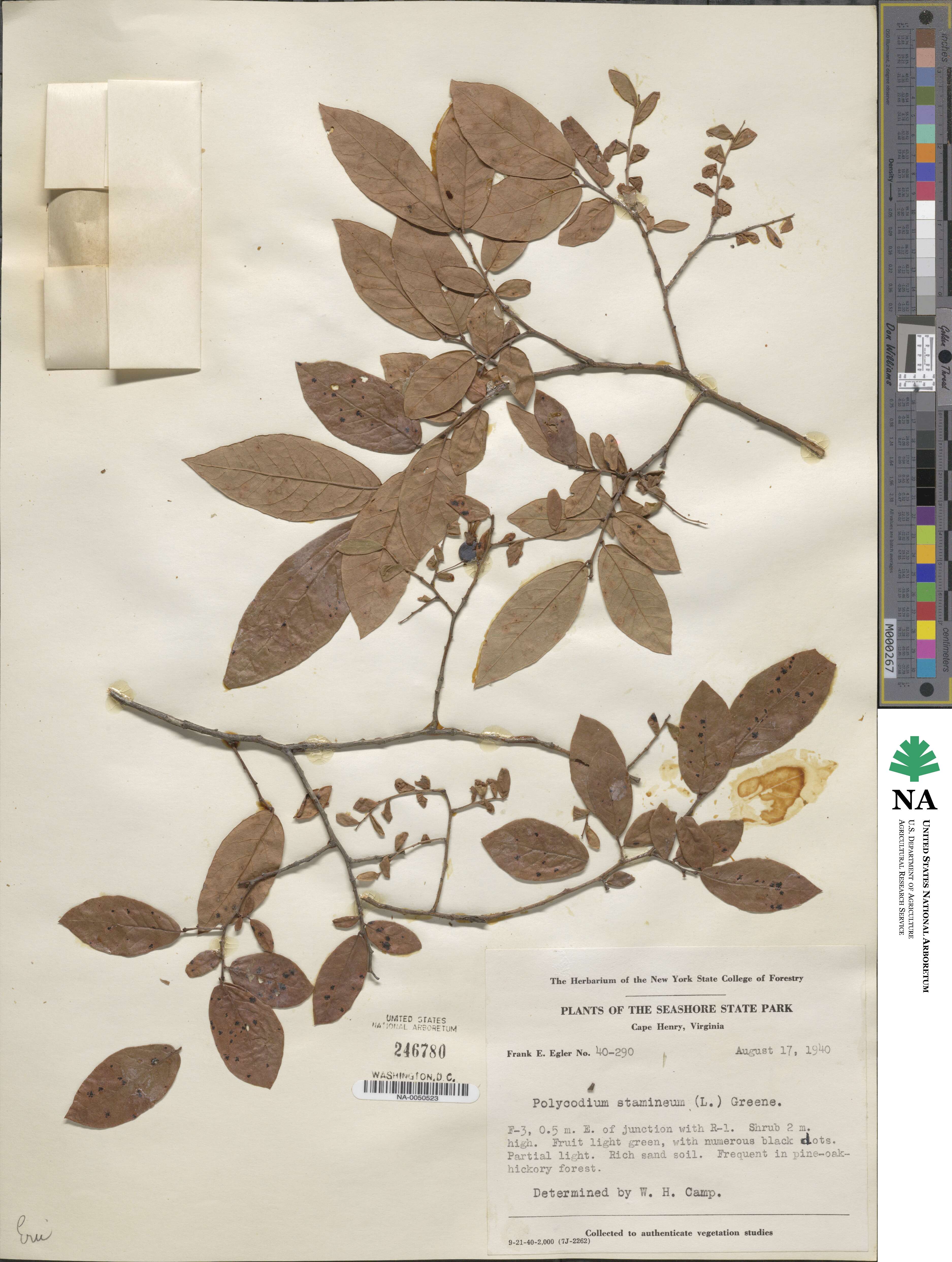 Vaccinium stamineum image