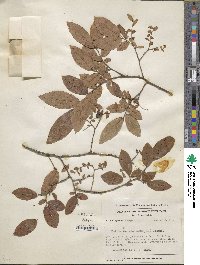 Vaccinium stamineum image