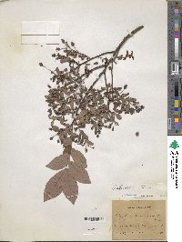 Vaccinium stamineum image