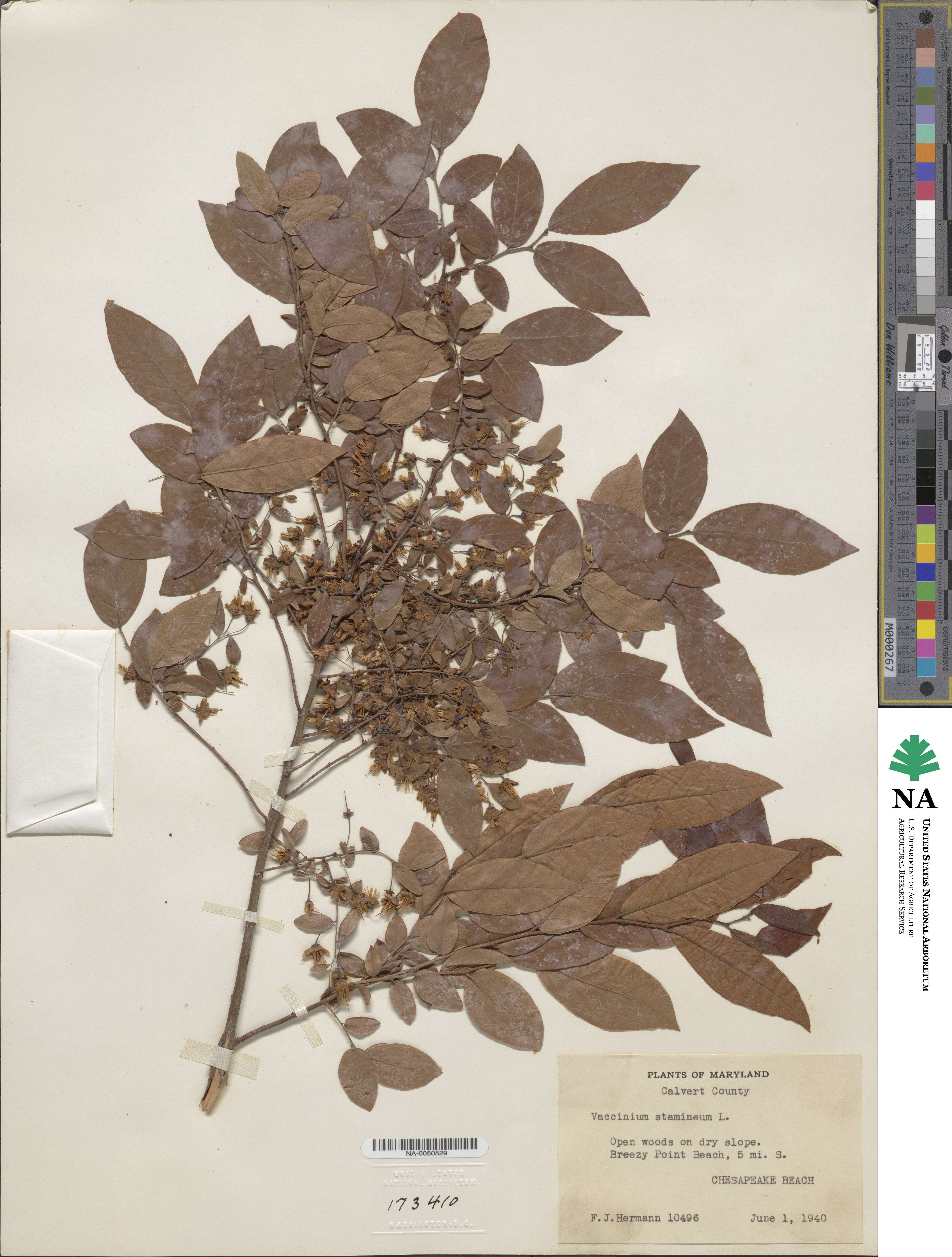 Vaccinium stamineum image