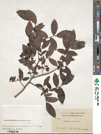 Vaccinium stamineum image