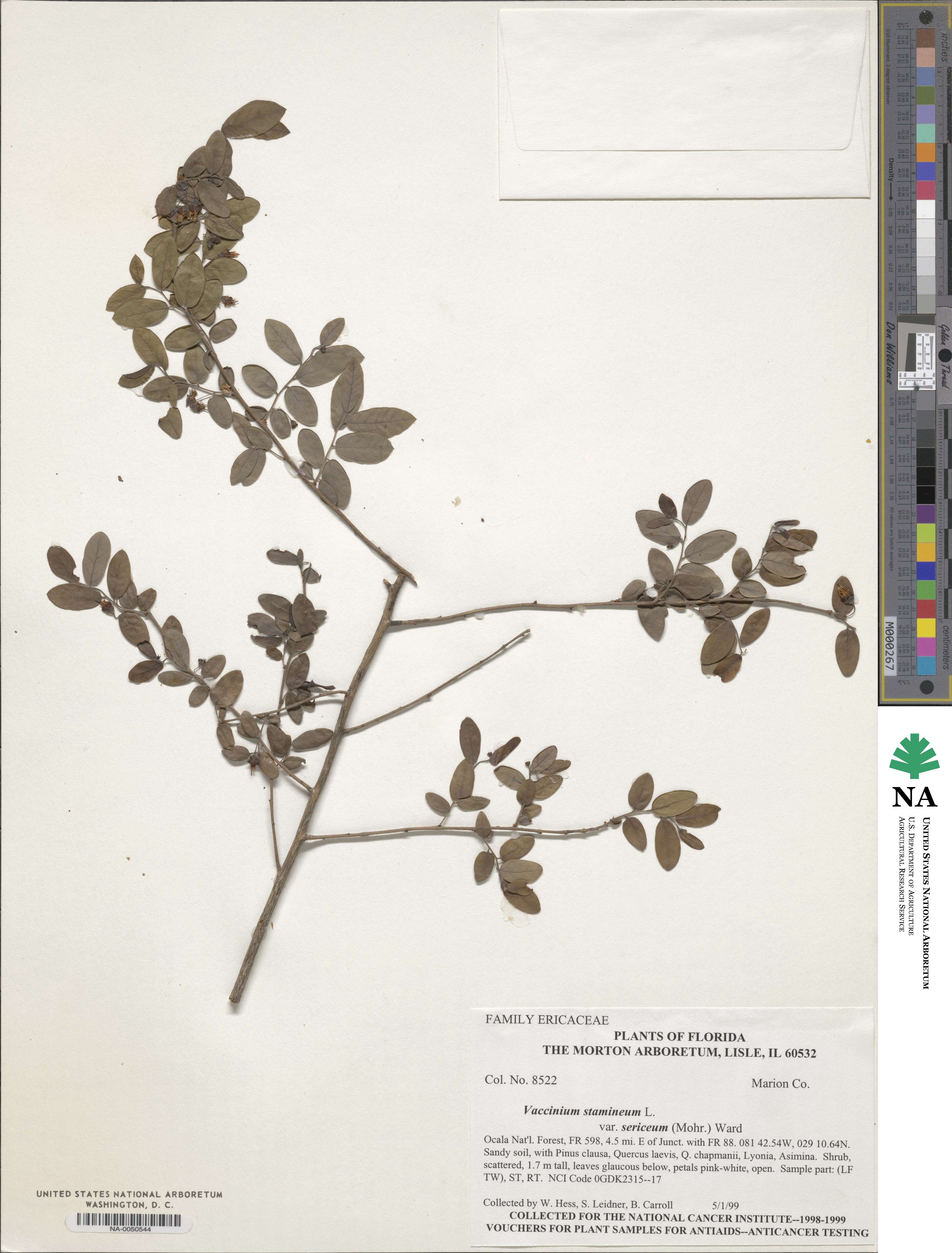 Vaccinium stamineum image