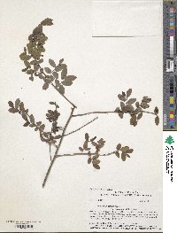 Vaccinium stamineum image