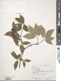 Calycanthus floridus image