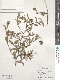 Prunus angustifolia image