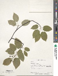 Amelanchier laevis image