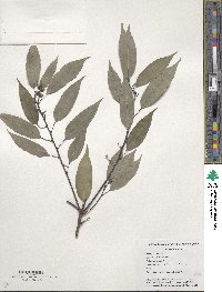 Quercus glauca image