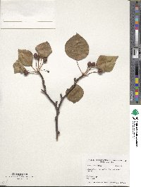 Pyrus calleryana image