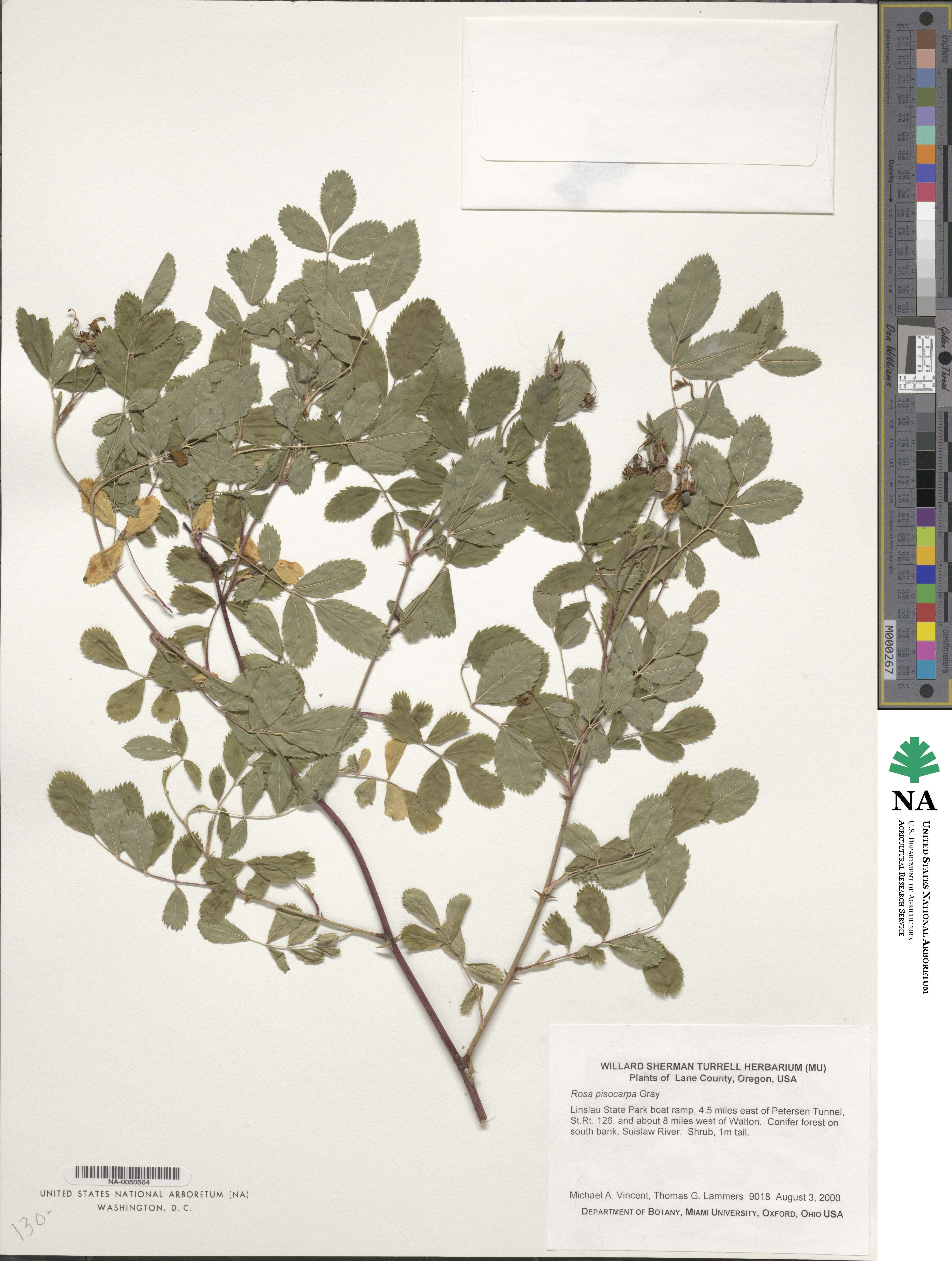 Rosa pisocarpa image