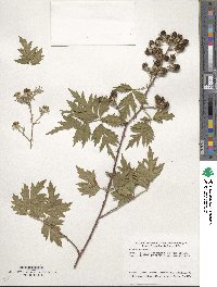 Rubus laciniatus image