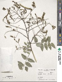 Styphnolobium japonicum image