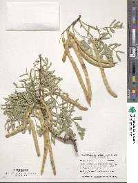 Image of Prosopis glandulosa