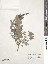 Amorpha canescens image