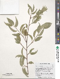 Prunus pensylvanica image