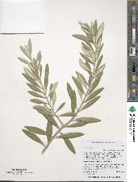 Olea europaea image