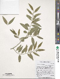Image of Vallesia laciniata
