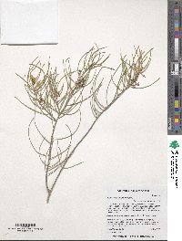 Acacia brachystachya image