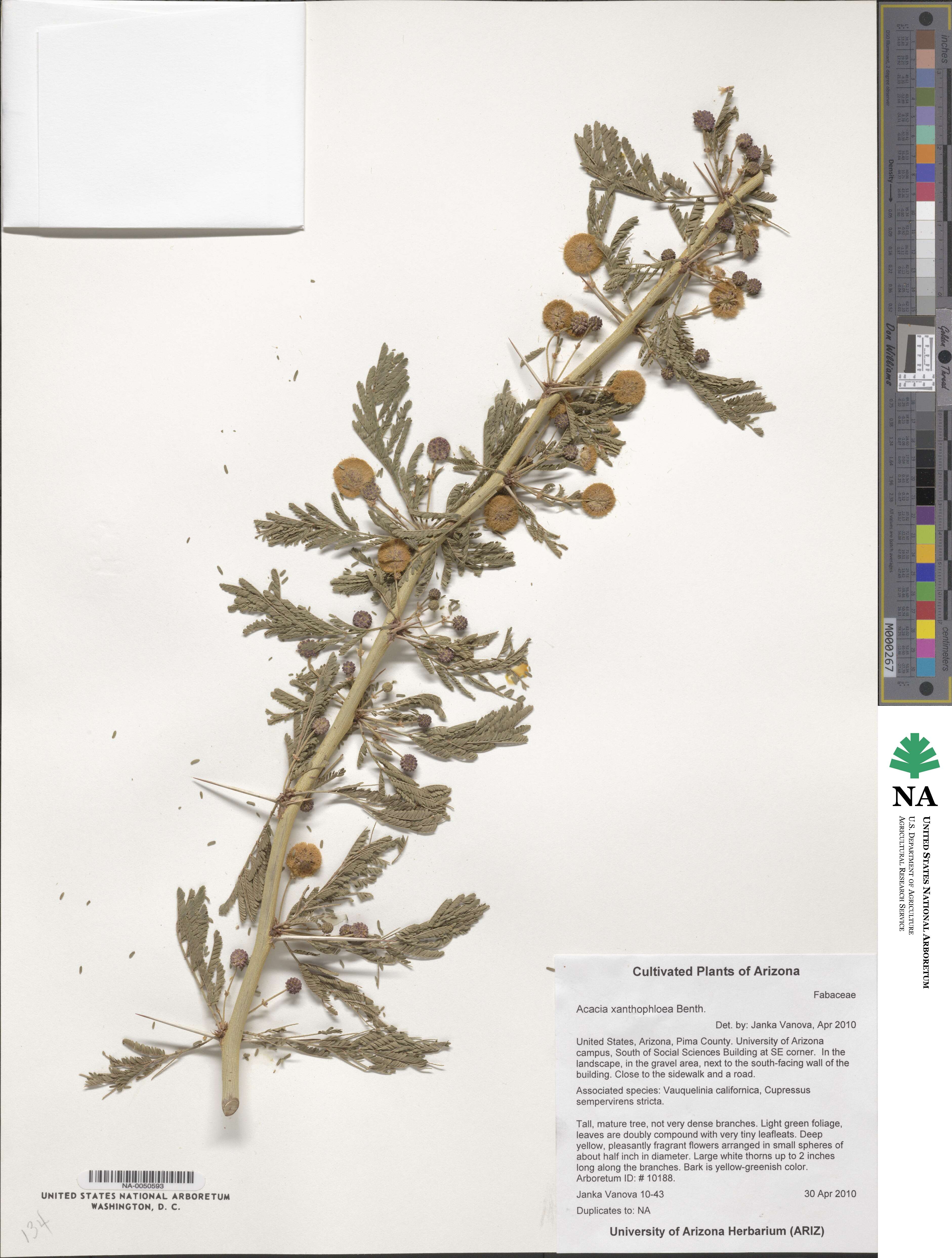 Vachellia xanthophloea image