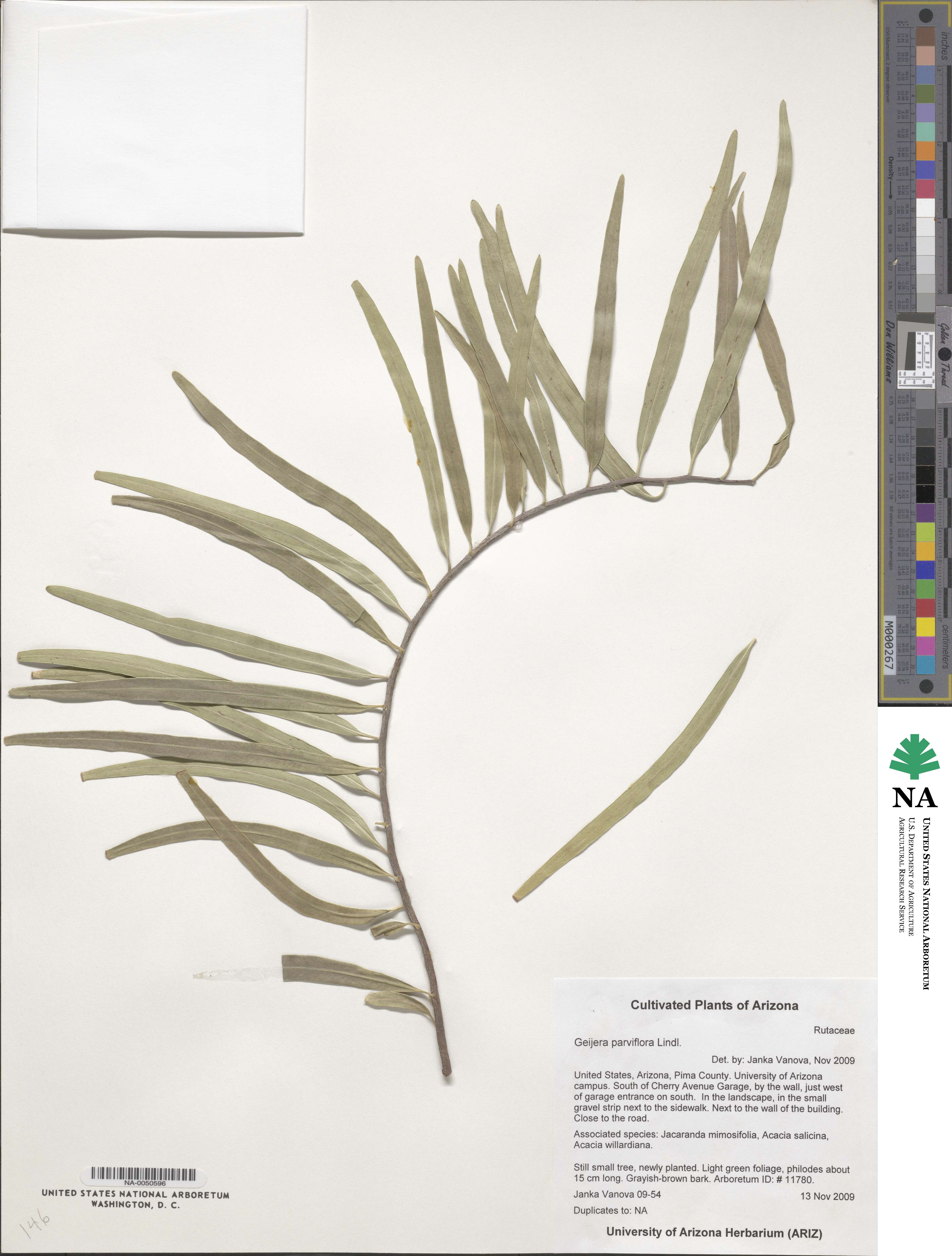 Geijera parviflora image