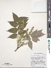 Ailanthus altissima image