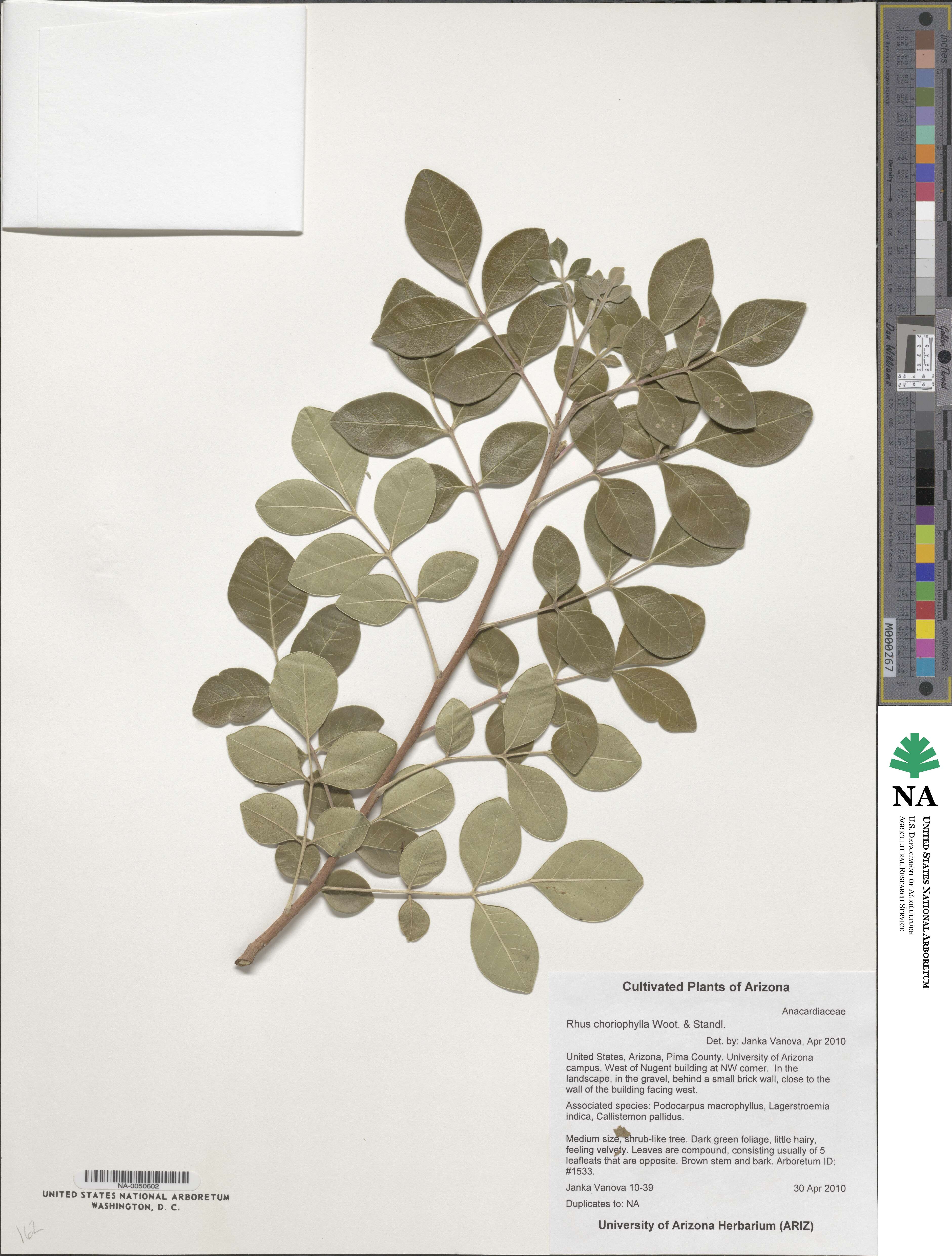 Rhus virens var. choriophylla image