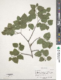 Celtis occidentalis image