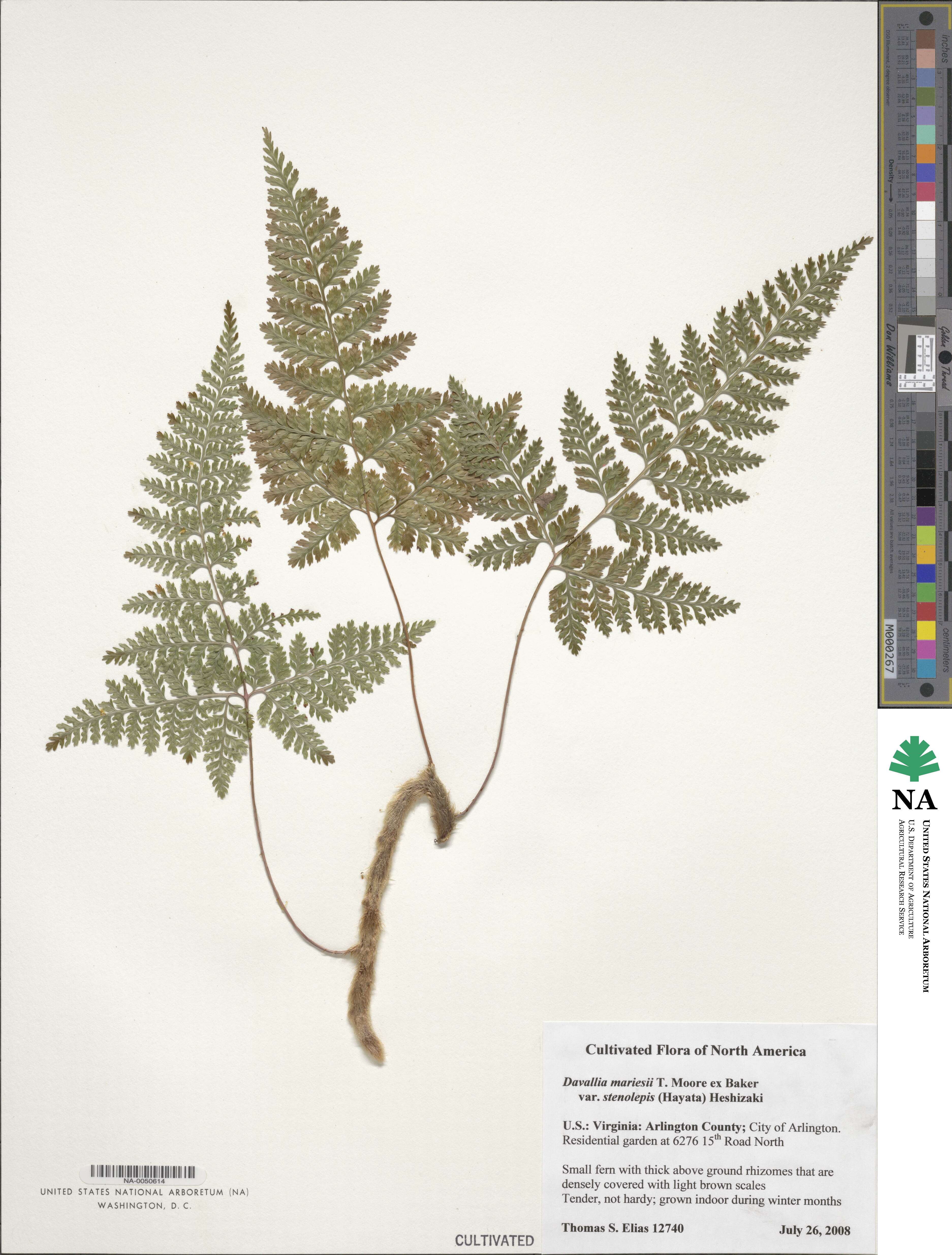 Davallia bullata image