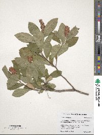 Clethra alnifolia image