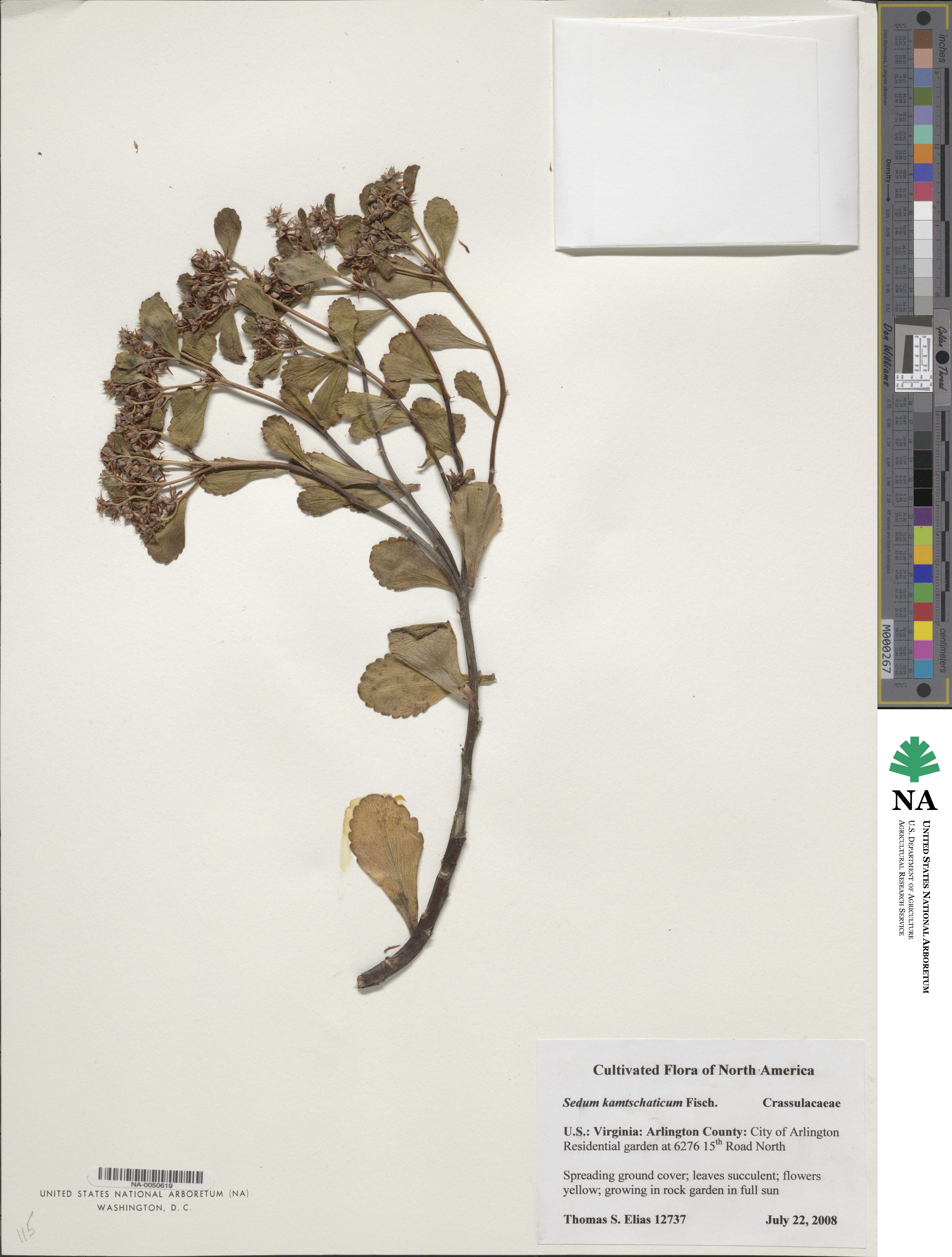Phedimus kamtschaticus image