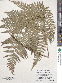 Dryopteris erythrosora image