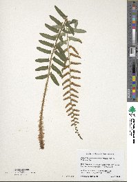 Polystichum acrostichoides image