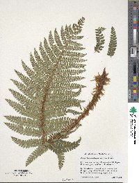 Polystichum polyblepharum image