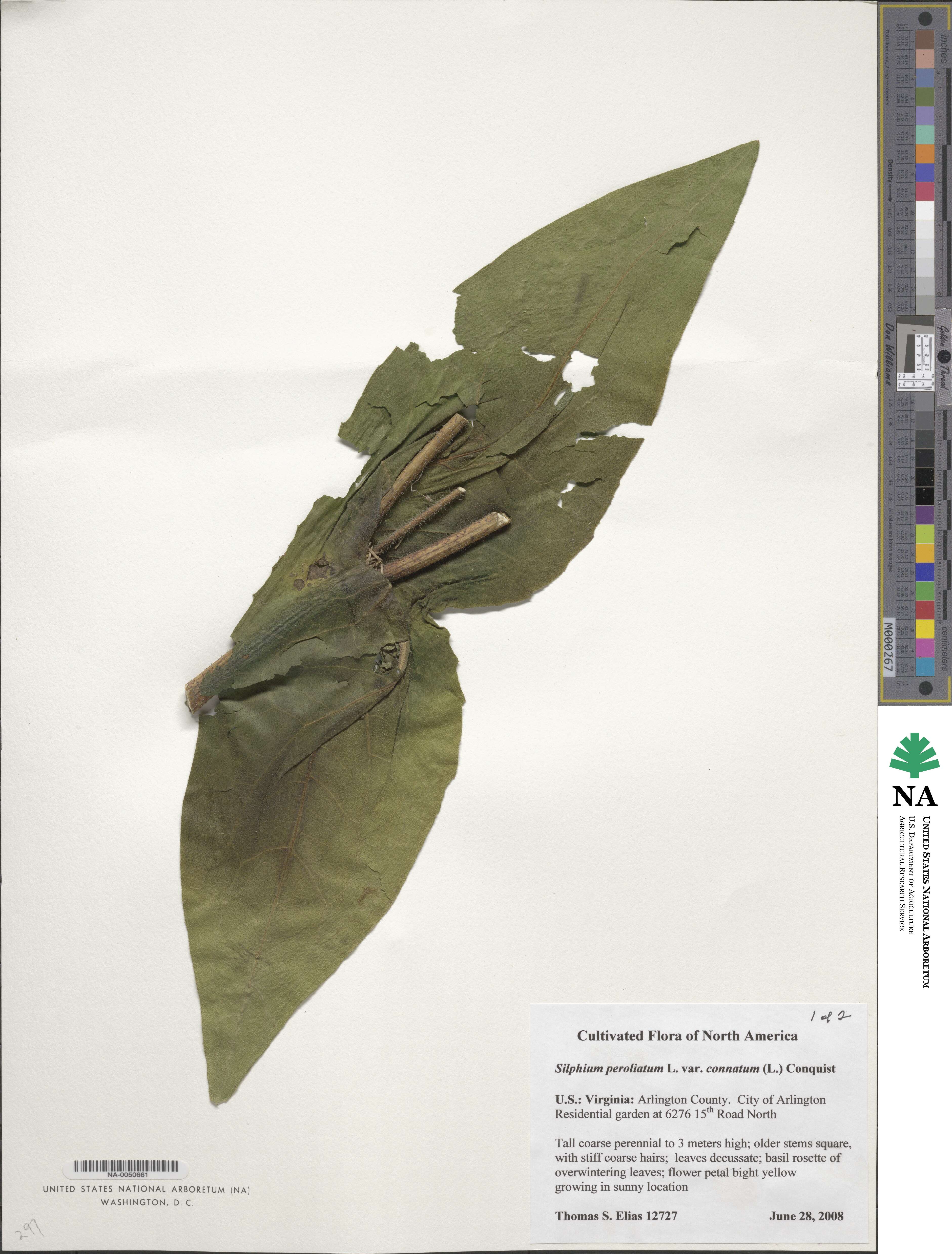 Silphium perfoliatum image